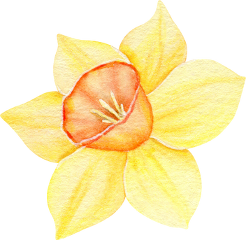 Watercolor daffodil